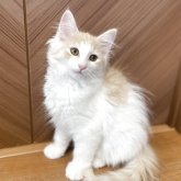 サイベリアン