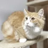 サイベリアン【千葉県・女の子・2025年3月28日・レッドタビー&ホワイト】の写真7