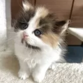 サイベリアン【千葉県・女の子・2025年3月30日・キャリコ】の写真2