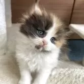 サイベリアン【千葉県・女の子・2025年3月30日・キャリコ】の写真5