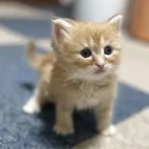 サイベリアン【千葉県・男の子・2025年9月12日・レッドタビー】の写真11