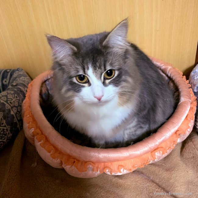 ノルウェージャンフォレストキャット【・女の子・2019年7月8日・ブルーマッカレルタビー&amp;ホワイト】