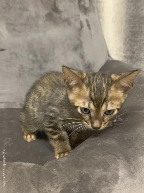 ID：2110-01209の子猫