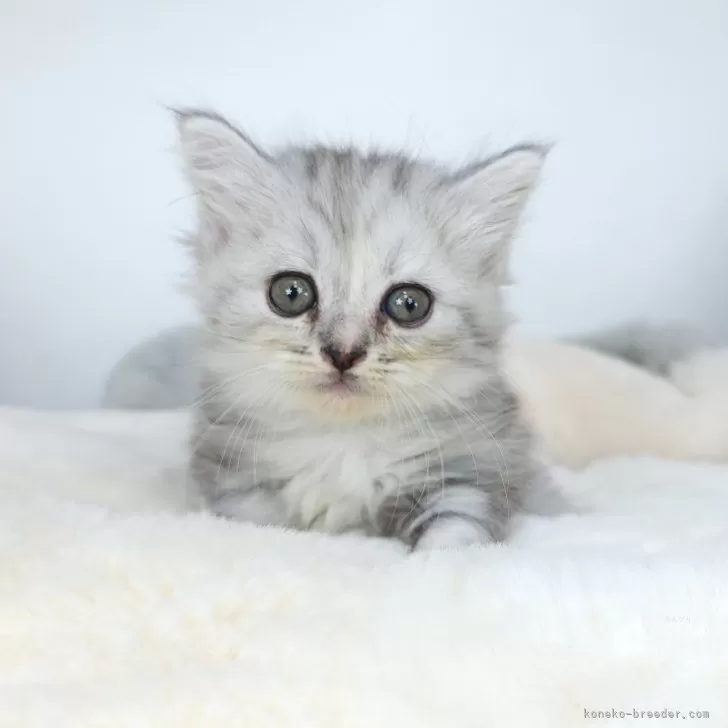 ID：2408-03020の子猫
