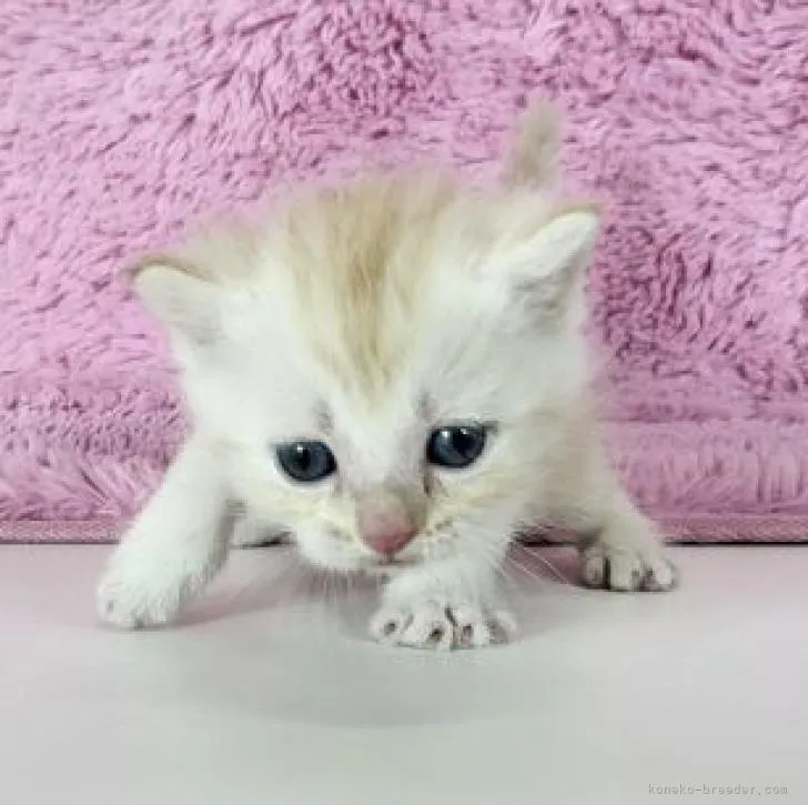 ID：2303-00493の子猫