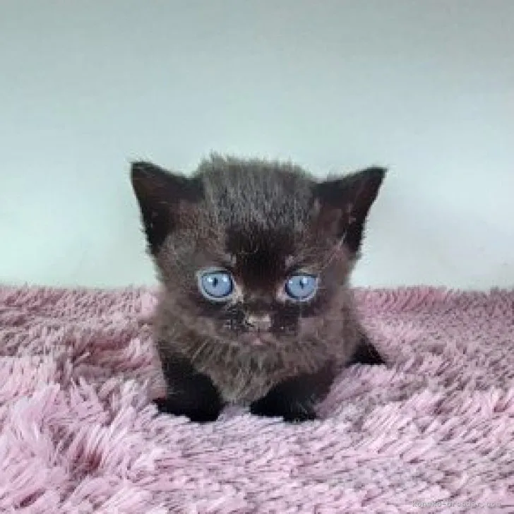 ID：2306-01645の子猫