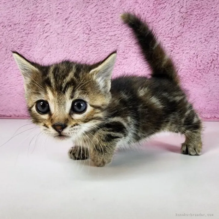 ID：2303-02868の子猫