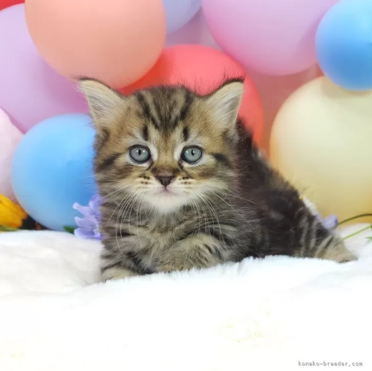 ID:2406-02189の子猫