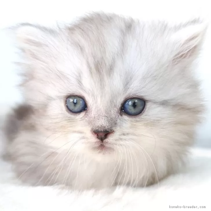 ID：2412-00716の子猫