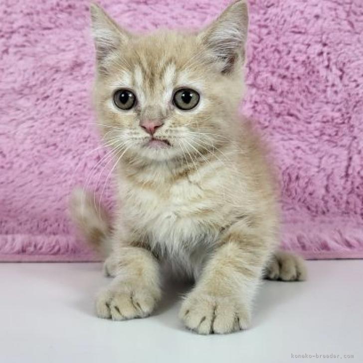 UKA 様のお迎えした子猫