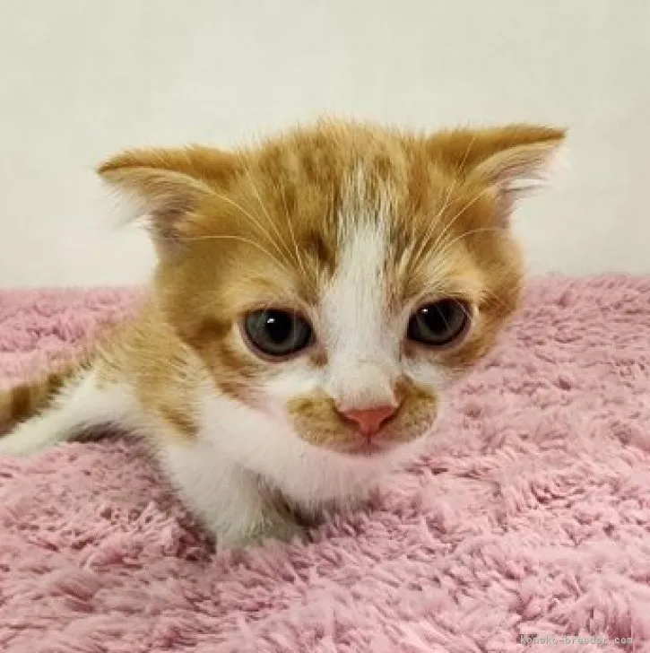 あーる 様のお迎えした子猫