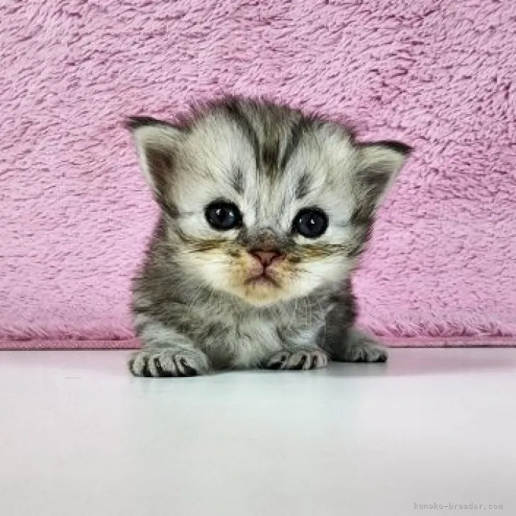 ID：2303-02870の子猫