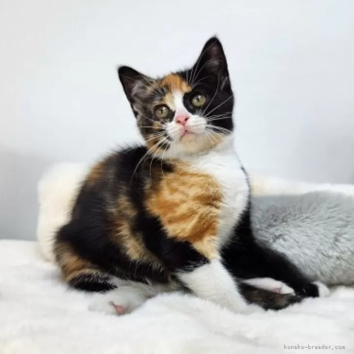ID：2311-02404の子猫