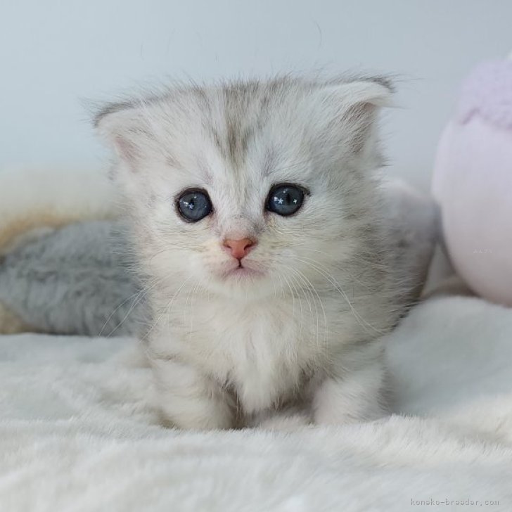 ねこに転生したおじさん×WEGOコラボアクキー1 – WEGO ONLINE STORE