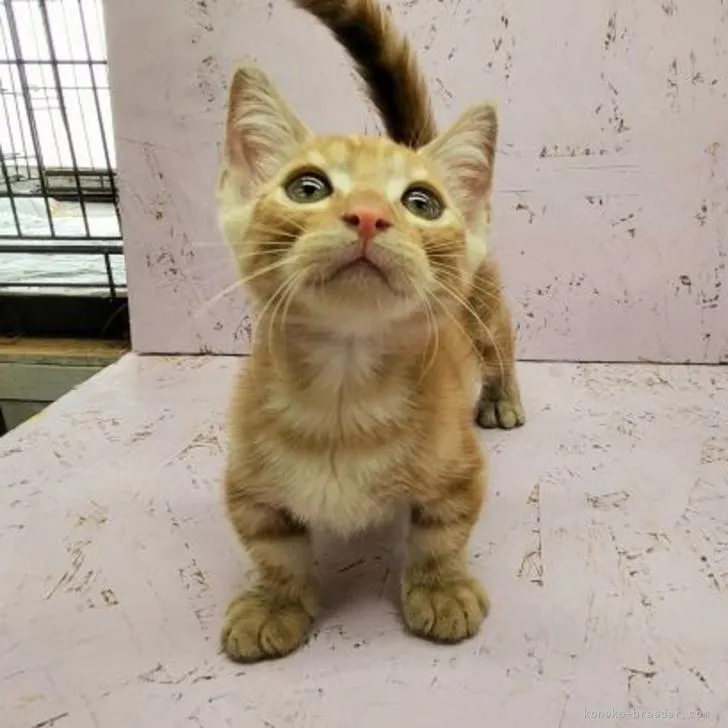 ID：2207-01410の子猫