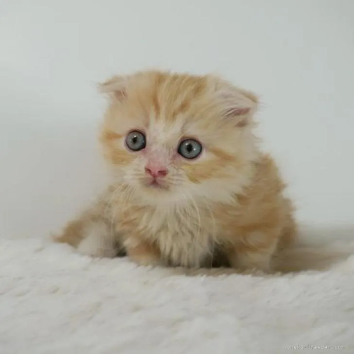 ID：2301-01313の子猫