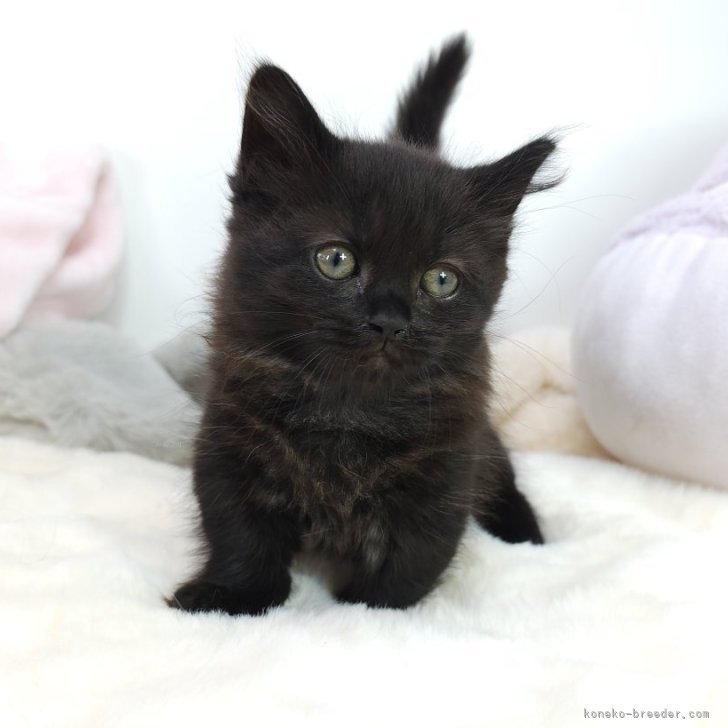 マンチカン(短足)【茨城県・男の子・2024年3月29日・ブラック