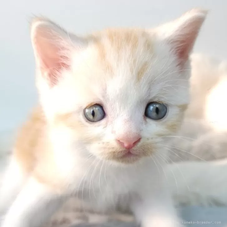 ID:2411-02223の子猫
