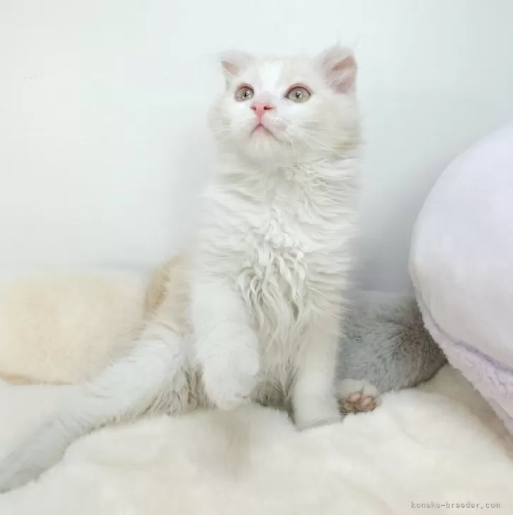 みなみ 様のお迎えした子猫