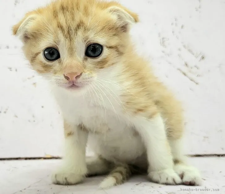 ナオ 様のお迎えした子猫