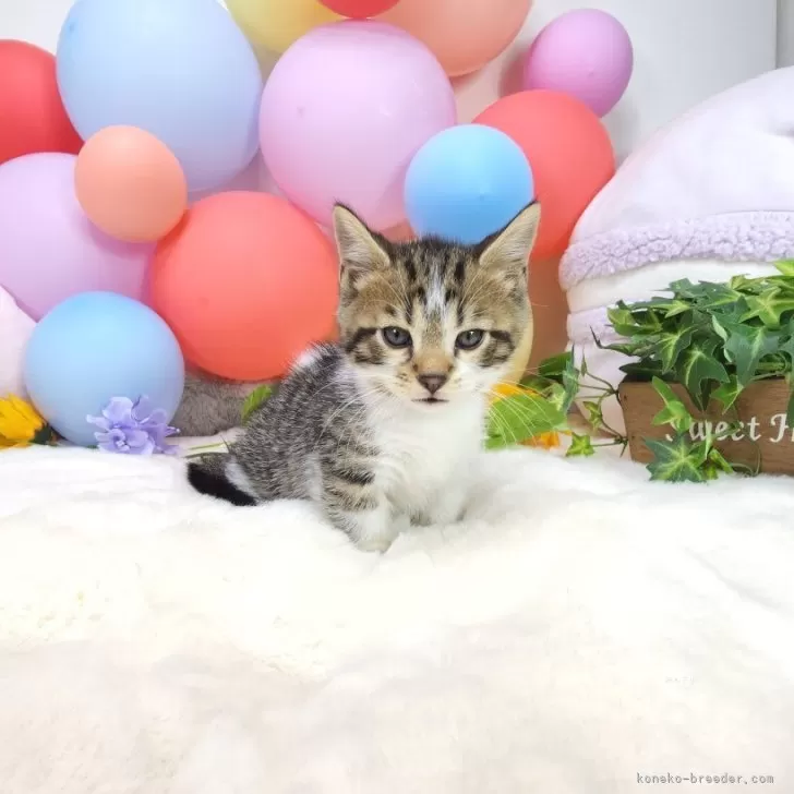 ID：2406-02178の子猫