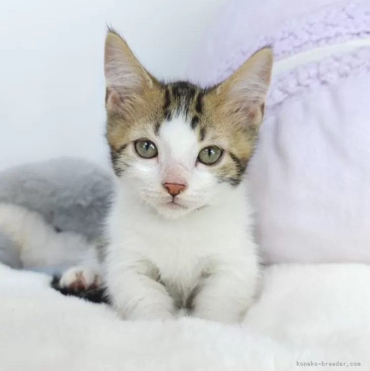 ID：2407-02927の子猫