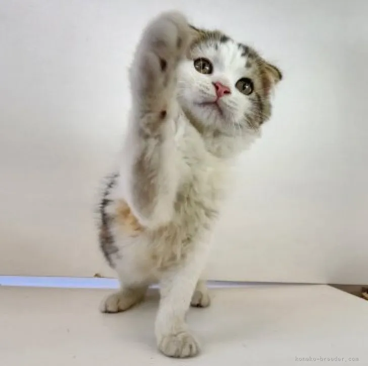 ID：2305-03562の子猫