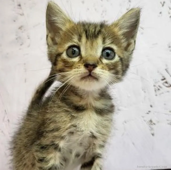ID：2208-00627の子猫