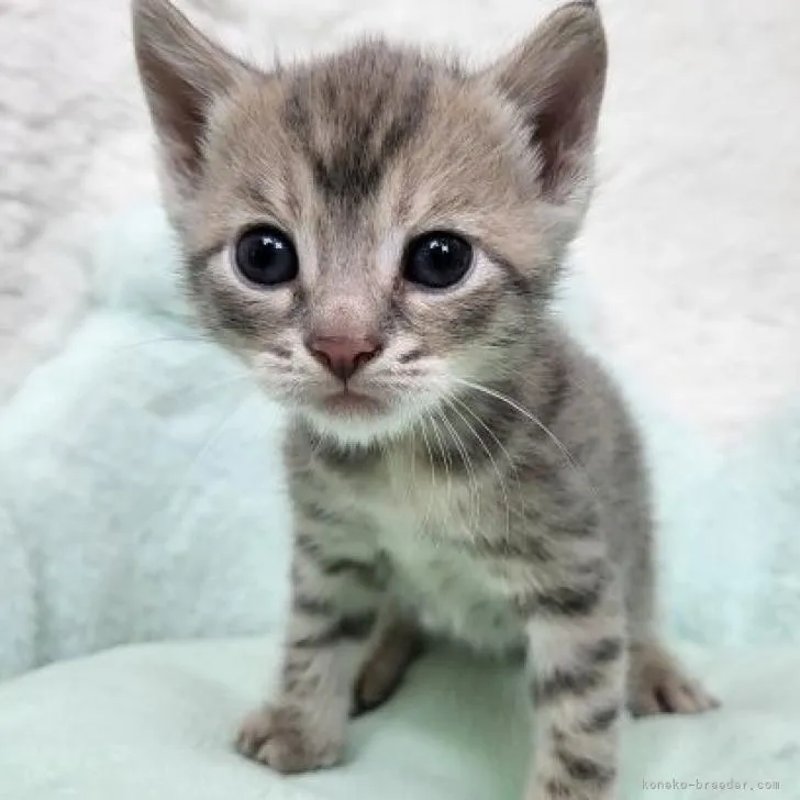 ID：2211-00695の子猫