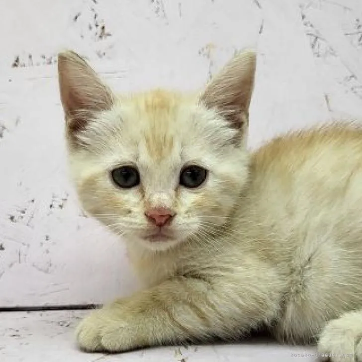 ID：2208-00630の子猫