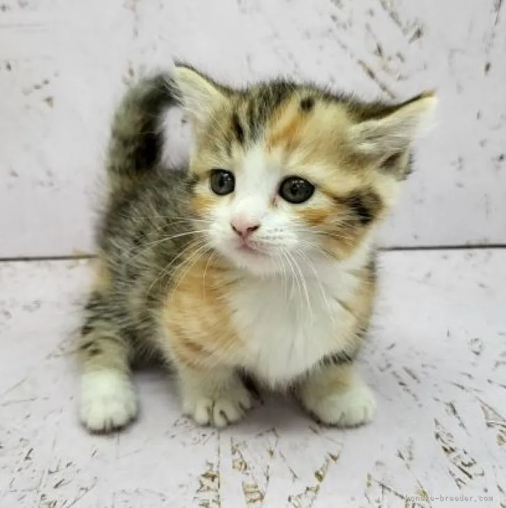 ID：2207-03249の子猫