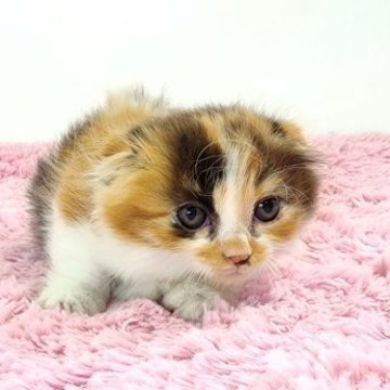 K6012002]猫盃 三毛猫【5月19日(月)より順次発送】 | 窯まつり