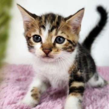 ジェネッタ【茨城県・男の子・2023年7月8日・ブラウンタビーホワイト】の写真「やんちゃで可愛い男の子♡」