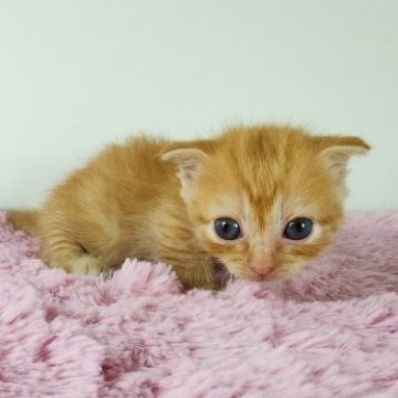 マンチカン(短足)【茨城県・女の子・2023年3月25日・レッドタビー】の写真「優しいお色の短足マンチカンちゃん♪」