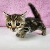 ジェネッタ【茨城県・女の子・2023年2月24日・ブラウンタビー】の写真1