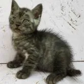 マンチカン(長足)【茨城県・男の子・2022年6月14日・ブラックスモーク】の写真1