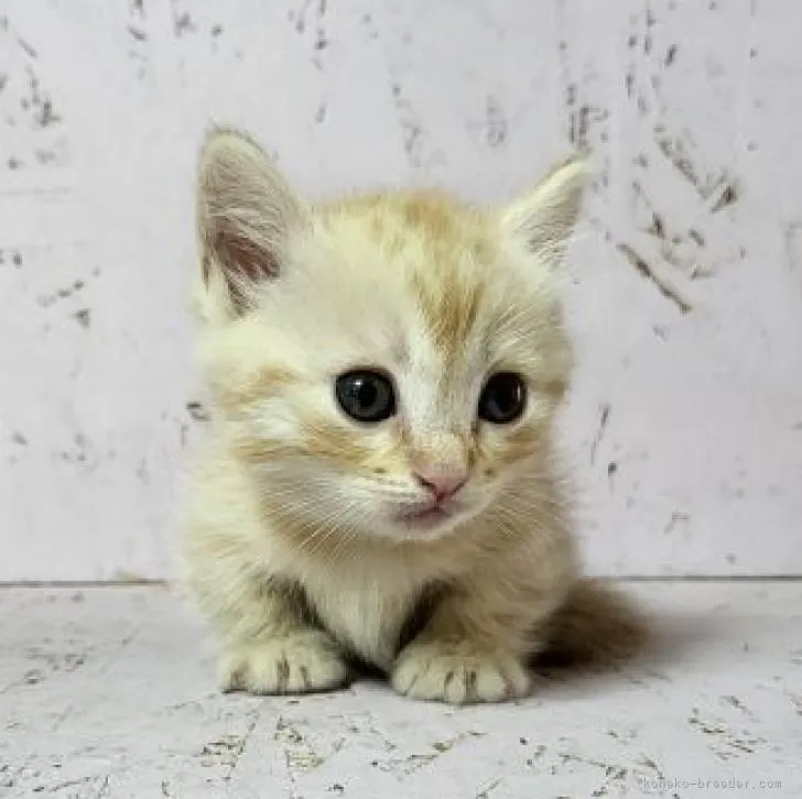 ID:2208-01495の子猫