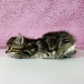 ジェネッタ【茨城県・女の子・2023年2月24日・ブラウンタビー】の写真2