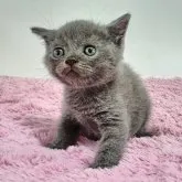 ブリティッシュショートヘア【茨城県・男の子・2023年6月9日・ブルー】の写真2