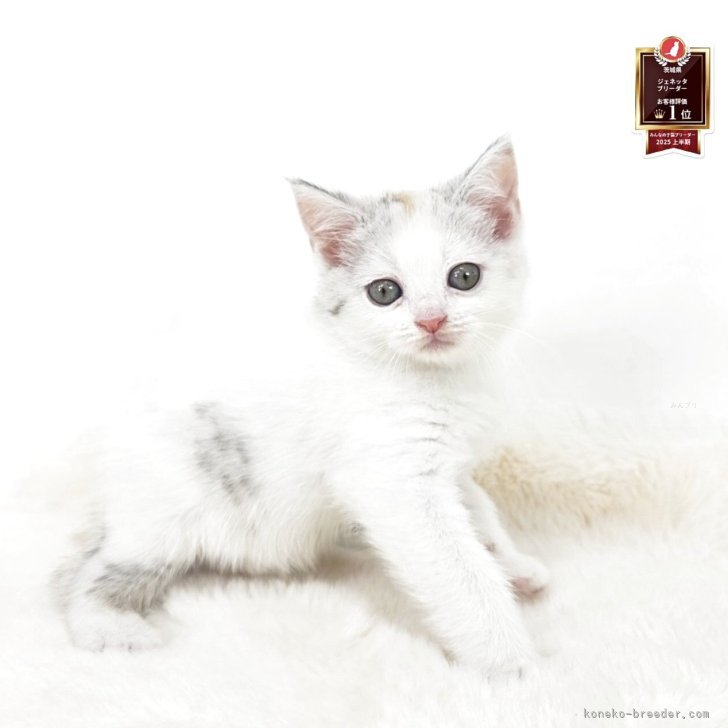 ブリーダー画像