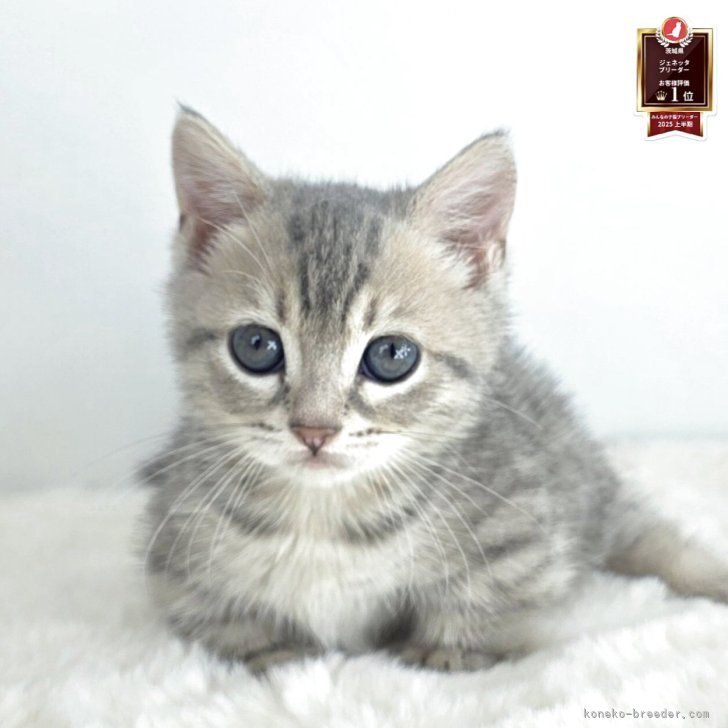 ブリーダー画像