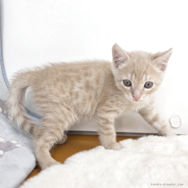 Y.Ｉ 様のお迎えした子猫