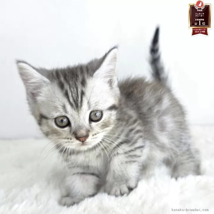 とも 様のお迎えした子猫