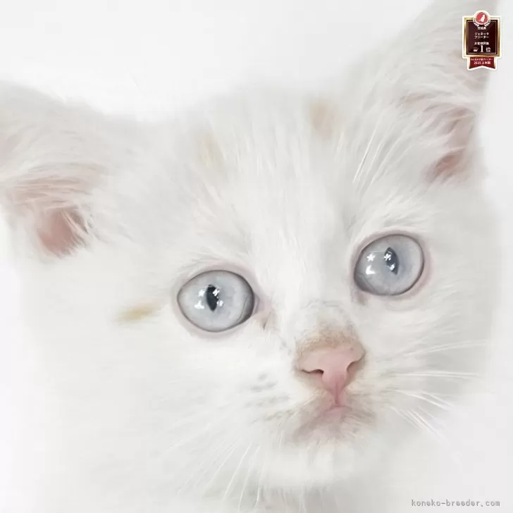 ID：2606-00807の子猫