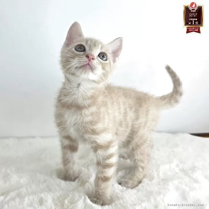 ジェネッタ【茨城県・男の子・2025年9月12日・クリームタビー】の写真1