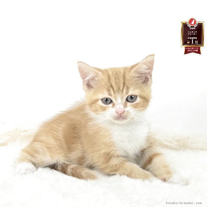 ブリーダー画像