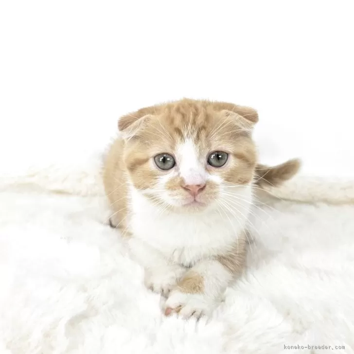 マンチカン(長足)【茨城県・女の子・2025年7月31日・レッド