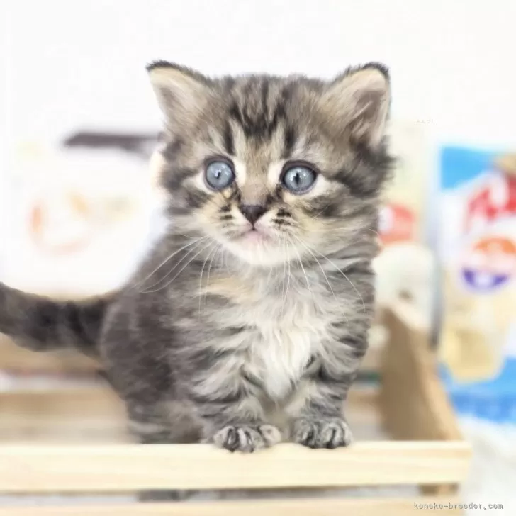 ID:2505-01935の子猫