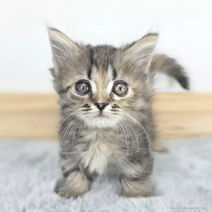 マンチカン(短足)【茨城県・女の子・2025年9月9日・ブラウンタビー】の写真1「小さな天使です。超可愛いです。」