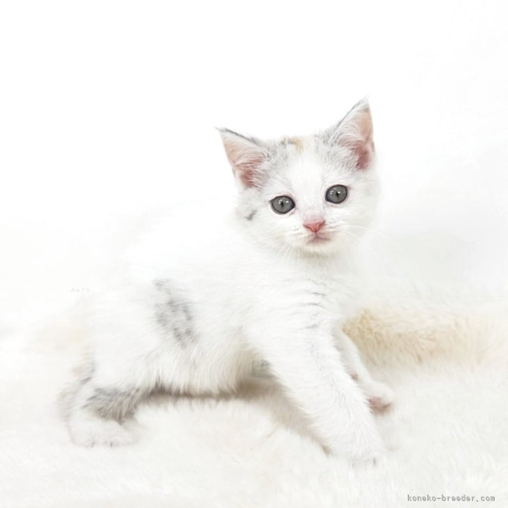 マンチカン(長足)【茨城県・女の子・2025年8月13日・グレー